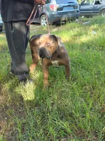 KING, a male Cane Corso for sale in Winston-Salem, NC – 2 of 4