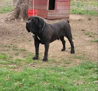 BLUTO, a male Boerboel for sale in Charlottesville, VA – Photo 1 of 2