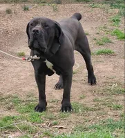 BLUTO, a male Boerboel for sale in Charlottesville, VA – Photo 2 of 2