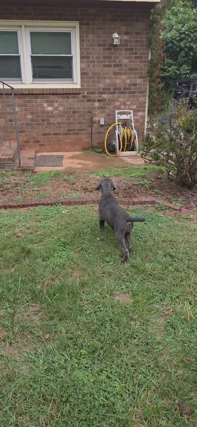 Annabell, a female Neapolitan Mastiff for sale in Winston-Salem, NC – 4 of 4