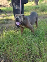 KING, a male Cane Corso for sale in Winston-Salem, NC – 4 of 4