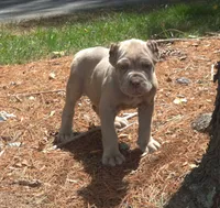 Tupac, a male Cane Corso for sale in Greensboro, NC – 4 of 7