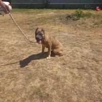 Princess, a female Cane Corso for sale in Greensboro, NC – Photo 2 of 3
