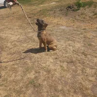 Princess, a female Cane Corso for sale in Greensboro, NC – Photo 3 of 3