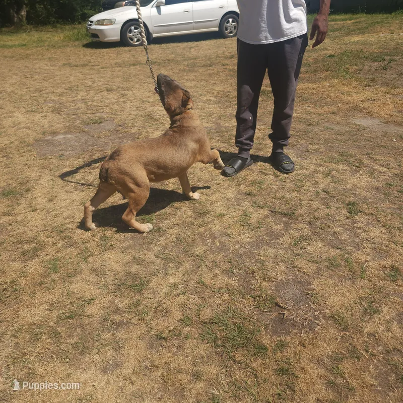 Princess – Cane Corso puppy for sale in Greensboro, NC