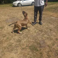 Princess, a female Cane Corso for sale in Greensboro, NC – Photo 1 of 3
