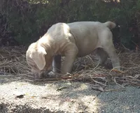 MARLO , a male Neapolitan Mastiff for sale in Greensboro, NC – 2 of 5
