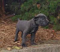 Smurfet, a female Cane Corso for sale in Greensboro, NC – 2 of 4