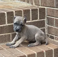 Whitney, a female Cane Corso for sale in Winston-Salem, NC – 4 of 6
