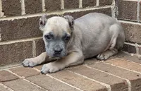 Formentina, a female Cane Corso for sale in Greensboro, NC – 2 of 6
