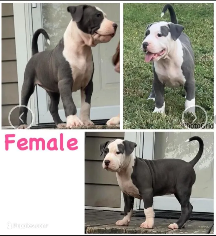 Bluey – American Pit Bull Terrier puppy for sale in Chicopee, MA