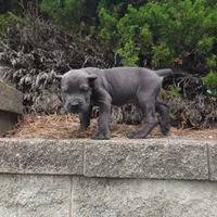 Blue, a male Cane Corso for sale in Greensboro, NC – 3 of 4