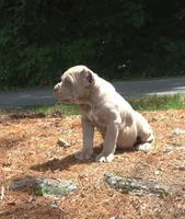 Tupac, a male Cane Corso for sale in Greensboro, NC – 5 of 7