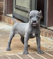 Blue, a male Cane Corso for sale in Winston-Salem, NC – 2 of 5