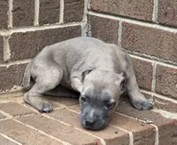 Whitney, a female Cane Corso for sale in Winston-Salem, NC – 3 of 6