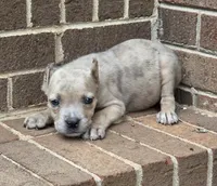 Beauty, a female Cane Corso for sale in Winston-Salem, NC – 4 of 7