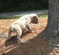 Tupac, a male Cane Corso for sale in Greensboro, NC – 2 of 7