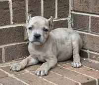 Beauty, a female Cane Corso for sale in Winston-Salem, NC – 3 of 7