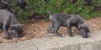 Smurfet, a female Cane Corso for sale in Greensboro, NC – 3 of 4