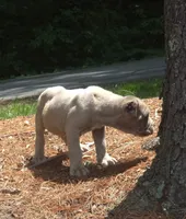Tupac, a male Cane Corso for sale in Greensboro, NC – 6 of 7