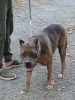 Hershey , a female Cane Corso for sale in Charlottesville, VA – Photo 2 of 4