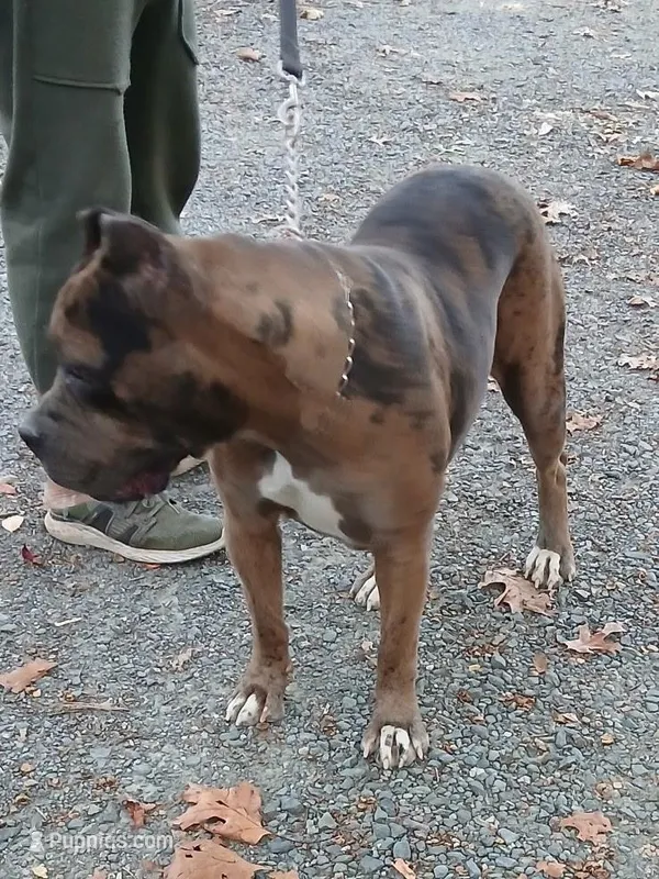 Hershey  – Cane Corso puppy for sale in Charlottesville, VA