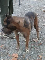 Hershey , a female Cane Corso for sale in Charlottesville, VA – Photo 1 of 4