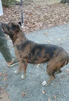 Hershey , a female Cane Corso for sale in Charlottesville, VA – Photo 3 of 4