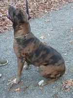 Hershey , a female Cane Corso for sale in Charlottesville, VA – Photo 4 of 4