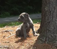 Smurfet, a female Cane Corso for sale in Greensboro, NC – 3 of 4