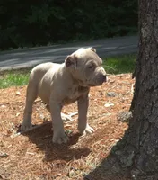 Tupac, a male Cane Corso for sale in Greensboro, NC – 7 of 7