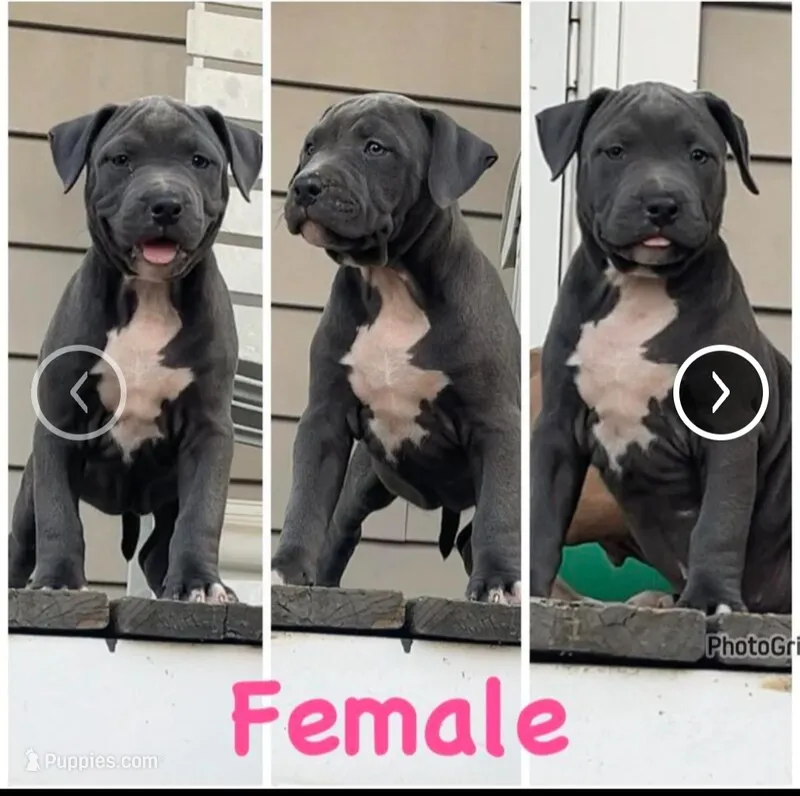 Smurfet – American Pit Bull Terrier puppy for sale in Chicopee, MA