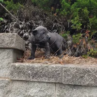 Smurfet, a female Cane Corso for sale in Greensboro, NC – 4 of 4