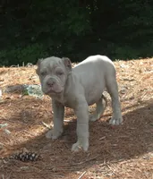 Tupac, a male Cane Corso for sale in Greensboro, NC – 3 of 7