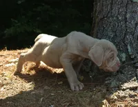 MARLO , a male Neapolitan Mastiff for sale in Greensboro, NC – 3 of 5