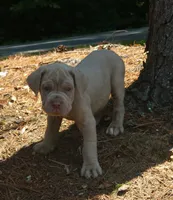 MARLO , a male Neapolitan Mastiff for sale in Greensboro, NC – 4 of 5