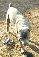 Blue, a male Cane Corso for sale in Winston-Salem, NC – 4 of 5