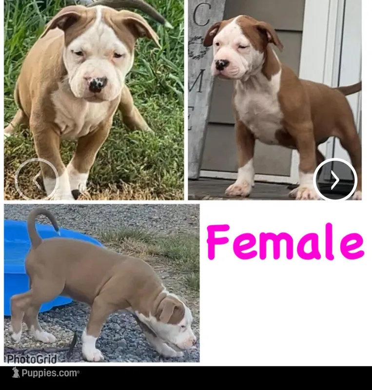 TINA – American Pit Bull Terrier puppy for sale in Chicopee, MA