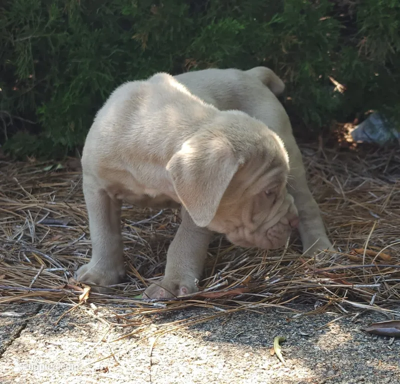 MARLO  – Neapolitan Mastiff puppy for sale in Greensboro, NC
