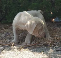 MARLO , a male Neapolitan Mastiff for sale in Greensboro, NC – 1 of 5