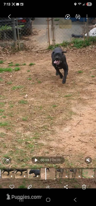 Princess – Boerboel puppy for sale in Charlottesville, VA