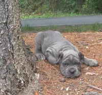 Smurfet, a female Cane Corso for sale in Greensboro, NC – 2 of 4