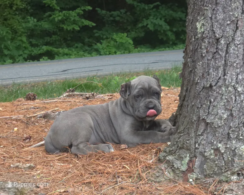 Smurfet – Cane Corso puppy for sale in Greensboro, NC