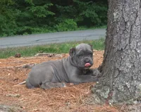 Smurfet, a female Cane Corso for sale in Greensboro, NC – 1 of 4
