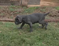 Annabell, a female Neapolitan Mastiff for sale in Winston-Salem, NC – 3 of 4