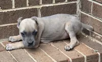 Formentina, a female Cane Corso for sale in Greensboro, NC – 4 of 6