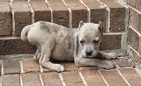 Beauty, a female Cane Corso for sale in Winston-Salem, NC – 1 of 7
