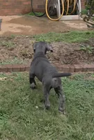 Annabell, a female Neapolitan Mastiff for sale in Winston-Salem, NC – 2 of 4