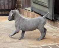 Blue, a male Cane Corso for sale in Winston-Salem, NC – 3 of 5