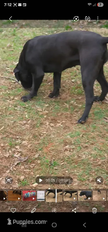 Midnite – Boerboel puppy for sale in Charlottesville, VA